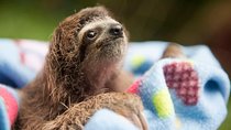 Wildlife Rescue Center and Punta Uva Beach & Jungle Hike