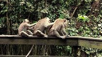 Ubud Surounding Tour