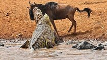 8 Days Masai Mara Wildebeest Migration Safari Adventures 2021
