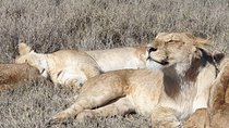 4 Days Tarangire / Serengeti / Ngorongoro & Manyara