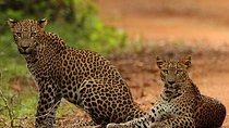Day Trip to Wilpattu National Park from Colombo
