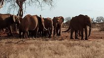 8 Days Safari Masai mara migration