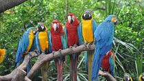 Day Tour to Admire the Panorama of Gulangyu Island and Visit the Precious Birds