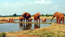  5 Days Kenya Safari in Tsavo East and West, Amboseli, and Taita Hills.
