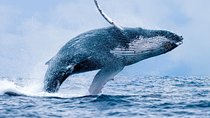 From Ma'alaea Harbor: Whale Watch Cruise Aboard the Malolo