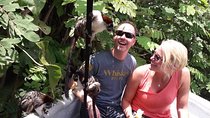 Monkeys Discovery