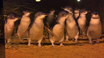 Private Penguin Tour includes Tour Guide & Penguin Plus Tickets 