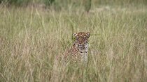 10days best of Uganda Mountain Gorillas Wildlife and culture tour