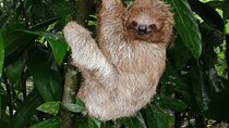Sloths in their natural habitat & Blue river waterfall