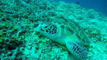 From Gili Trawangan & Gili Air Snorkeling Trip Sharing & Private 