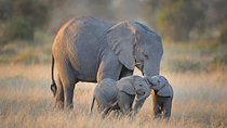 Private 13 Days Best of Kenya Wildlife Safari Trail