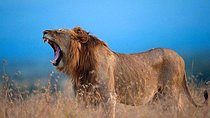 Overnight to Olpejeta Conservancy and Mount Kenya