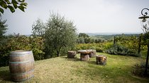 Wine Tour Experience at Agricola Tamburini
