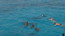 Dolphin House sea trip