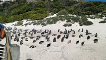 Private Tour - Cape Peninsula 