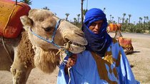 Camel Ride in Palm Groves with Tea Break
