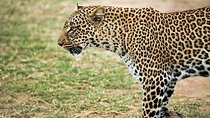 9 days, 8 nights budget Kenya and Tanzania safari