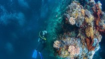 Bali Diving Day Trip-Manta Point/Tulamben Shipwreck-Fun Dive