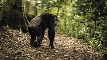 Gishwati Natural Forest in Rwanda & Lake Kivu Tour
