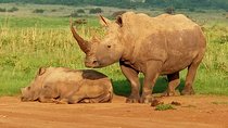  1Day Tour Nairobi Park ,Giraffe Center,karen Blixxen Guided tour