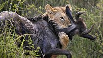 7 Days Exceptional Kenya and Tanzania Safari