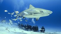 Bull Shark Extreme - 1tank /Only for Certified Divers
