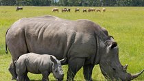 Nairobi National Park Game Drive With free Pick Up