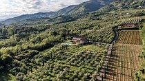 Wine and olive oil tasting & farm tour