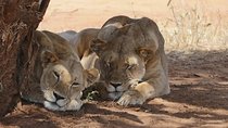 4days masai mara - Lake nakuru 4x4 land cruiser jeep safari