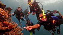 Scuba Diving For Beginners