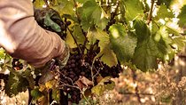 Special experience in wineries: come to prune or harvest