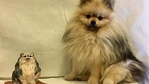 Sculpt to Florentine Pet