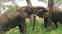 Tarangire National Park Day Trip 