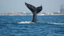 Whale watching tour
