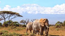 6days Masai mara-lake nakuru via Lake naivasha-Amboseli 4x4 jeep Safari