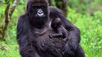 1 Day Gorilla trekking