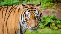 Jaipur Ranthambore Same Day Tour (Ask us on Email before booking)
