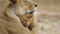Rhino and Lion Special Sundays.