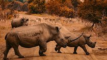 Rhino And Lion Feeding Experience