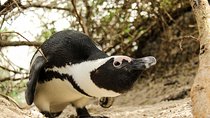 Cape Peninsula Private Tour