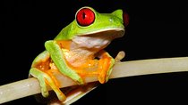 Frog Watching Night Walk