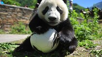 1 Day Wolong Panda Nature Reserve Tour