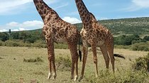 3 Days, 2 Nights Jeep Safari/Tour to Maasai Mara Game Reserve