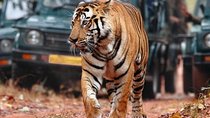 8-Day Golden Triangle with Ranthambore & Pushkar Tour
