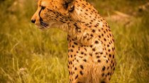  Aberdares/ Lake Nakuru/ Masai Mara 5 Days Lodge Safari 