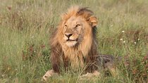 Safari Pilanesberg Nature Reserve & Monkey Sanctuary 