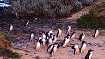 Phillip Island Private Experience