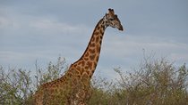 Samburu/ Aberdare/ Lake Nakuru/ Masai Mara 7 Days Safari