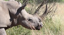 Rhino & Lion Nature Reserve & Wonder Caves