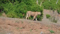 Amboseli/ Tsavo West/ Tsavo East 6 Days Safari